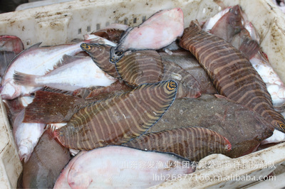每日鮮貨，海捕直達 探秘山東鑫發(fā)漁業(yè)集團的近海時令經(jīng)濟魚