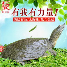 郵樂網(wǎng)水產(chǎn)品海鮮大全 實時報價、高清圖片與水產(chǎn)制品選購指南